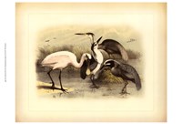 Framed Egret & Heron