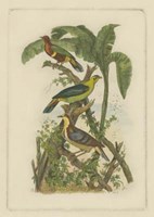 Framed Exotic Birds II