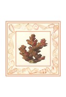 Framed Coral with Shell Border II