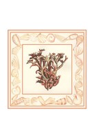 Framed Coral with Shell Border III
