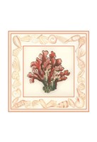 Framed Coral with Shell Border IV