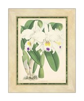 Framed Orchid III