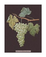 Framed White Grapes