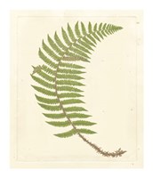 Framed Broad Buckler Fern