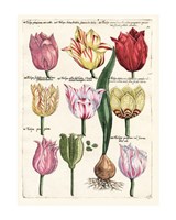 Framed Tulips En Masse II
