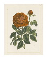 Framed Chinese Red Rose II