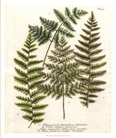 Framed Fern Gathering I