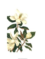 Framed Magnolia I (Le)