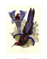 Framed Bird of Paradise III