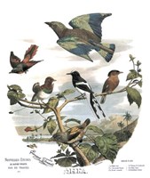 Framed Asian Birds