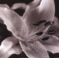 Framed Speckled Lily