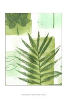 Framed Leaf Impressions II