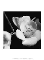 Framed Quince Blossoms V