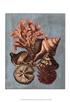 Framed Crackled Shell and Coral Collection on Aqua I
