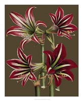 Framed Lush Amaryllis I