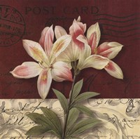 Framed Postcard Lily