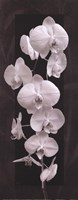 Framed Orchid Opulence II