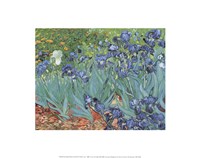 Framed Irises in the Garden, Saint-Remy, c.1889
