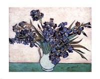 Framed Irises in Vase, c.1890