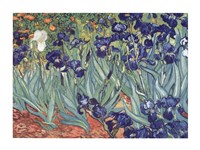 Framed Irises, Saint-Remy, c.1889