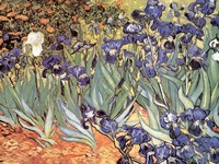 Framed Irises in the Garden, Saint-Remy, c.1889