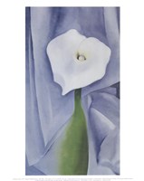 Framed Calla Lily on Grey, 1928