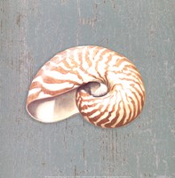 Framed Nautilus