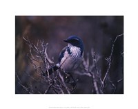 Framed Scrub Jay