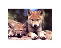 Framed Spring Wolf Pups