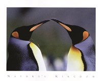 Framed King Penguins