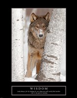 Framed Wisdom - Gray Wolf