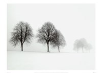 Framed Winter Trees II