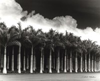 Framed White Palms, Costa Rica