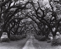 Framed Path In The Oaks #2, Louisiana