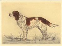 Framed Hunting Dogs-Spaniel