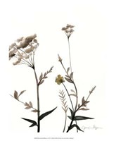 Framed Watermark Wildflowers I