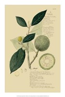 Framed Descubes Tropical Fruits I