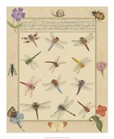 Framed Dragonfly Manuscript II