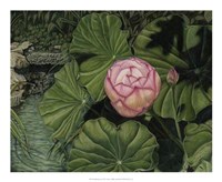 Framed Enchanting Lotus
