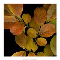 Framed Vivid Leaves I