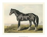 Framed Cassell's Horse II