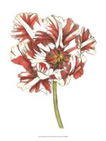 Framed Tulip Beauty III