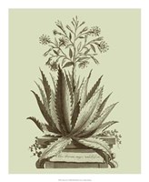 Framed Vintage Aloe I