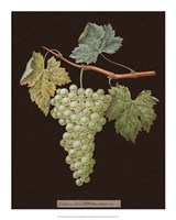 Framed White Grapes