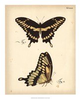 Framed Butterfly Profile I