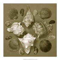 Framed Shell Collector Series IV