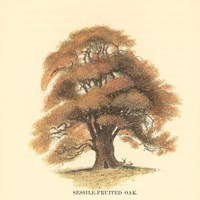 Framed Sessile-Fruited Oak