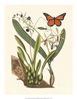 Framed Butterfly and Botanical IV