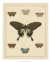 Framed Heirloom Butterflies I