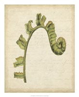 Framed Fiddlehead Ferns III
